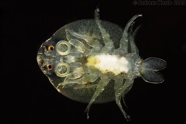 Карпоед <i>Argulus foliaceus</i>.