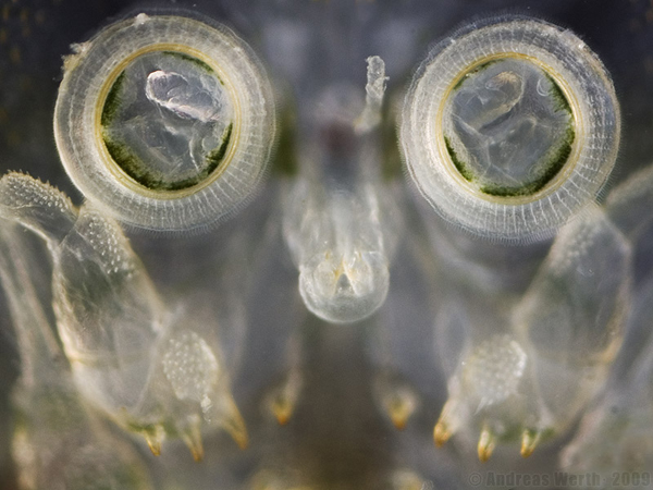 Сосательный аппарат и присоски, с помощью которых рачок-карпоед <i>Argulus foliaceu</i>s прикрепляется к телу рыб.