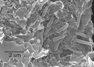 Бактерии Shewanella , прикрепленные к частицам смектита. Через две недели в составе смектита появился иллит. Если бы не бактерии, этот процесс занял бы сотни лет. Фото с сайта www.biogeosciences.org/