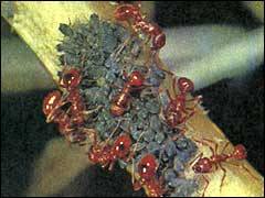 муравьи пасут тлей, добывая для своей семьи углеводную пищу. Команда ухаживающих за тлями муравьев постоянна по численности и набору узких специалистов: пастухов, транспортировщиков, разведчиков и сторожей