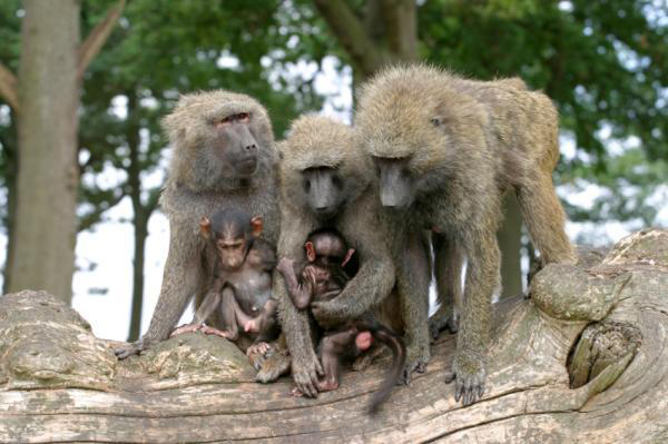 Рис. 2. Социальные связи могут оказывать существенное влияние на психическое и физическое здоровье, а также долголетие самок бабуинов.