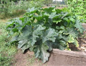 Тыква Cucurbita pepo – один из объектов, на которых С.С.Пятыгин и его коллеги изучали реакцию растений на стрессирующие факторы