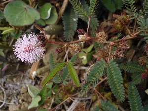 «Электромимоза» Mimosa pudica – растение, у которого впервые были обнаружены электрические сигналы, подобные нервным импульсам животных. Мимоза быстро складывает листочки в ответ на различные раздражающие стимулы. Скоординированное движение листочков осуществляется благодаря проведению тканями растения электрических «потенциалов действия». «Электромимоза» Mimosa pudica – растение, у которого впервые были обнаружены электрические сигналы, подобные нервным импульсам животных. Мимоза быстро складывает листочки в ответ на различные раздражающие стимулы. Скоординированное движение листочков осуществляется благодаря проведению тканями растения электрических «потенциалов действия».