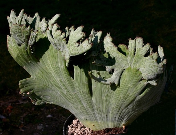 Senecio stapeliiformis — представитель суккулентных крестовниковых