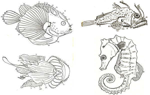 Рисунки препаратов, выполненные А. Н. Северцовым