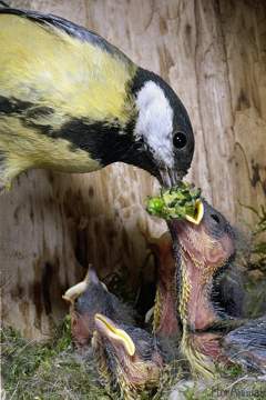 Синицы отличаются от других птиц "взрывным" типом развития системы позывов