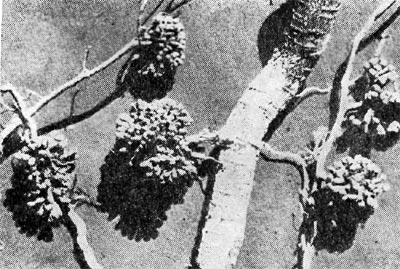 Клубеньки с азотфиксирующими бактериями встречаются не только у бобовых, но и у многих других растений. На снимке – клубеньки на корнях ольхи (с сайта http://plant.geoman.ru)