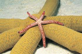 Изменение числа лучей в эволюции морских звезд может происходить только скачкообразно, поскольку у любой морской звезды число лучей всегда целое.