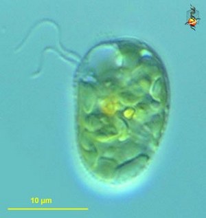 Campylomonas – представитель криптофитовых водорослей.
