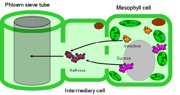 Симпластный тип загрузки флоэмы.
