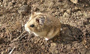 Хомячок Кэмпбелла
