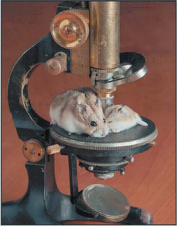 Мохноногие хомячки (фото из журнала «Природа»)