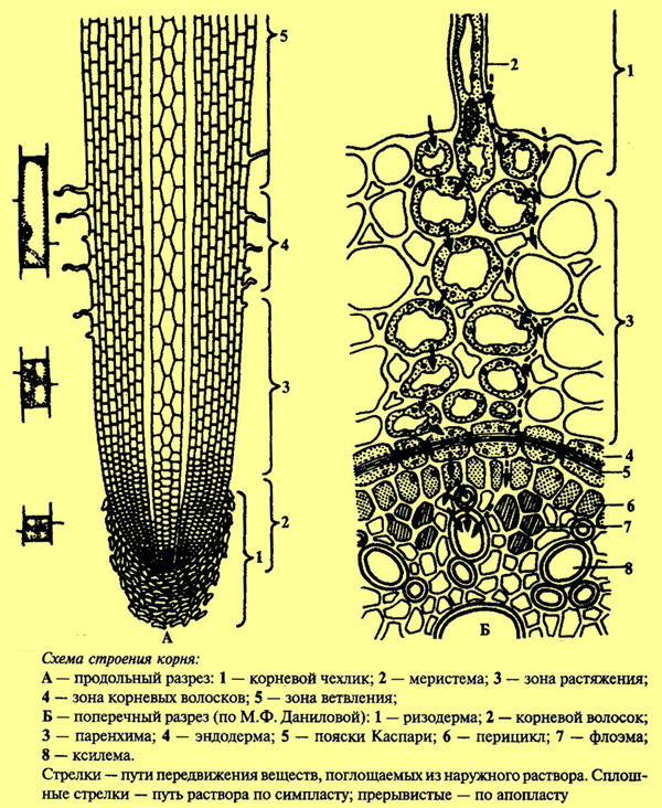 Рисунок с сайта http://fizrast.ru