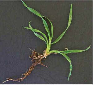 Почвенные агрегаты на корне ячменя.