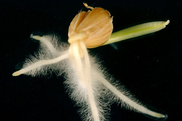 Проросшее семя ячменя.