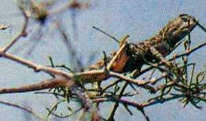 Степная агама, выбрав веточку в качестве наблюдательного пункта, сторожит границы своей территории: нарушителей неминуемо ждет драка. Фото с сайта kungrad.narod.ru