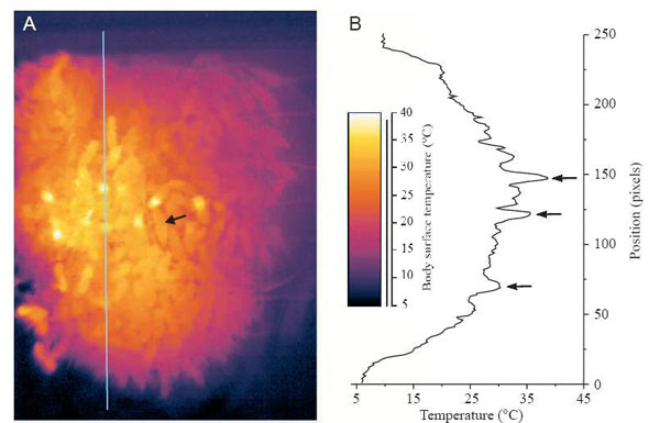Слева: инфракрасная термограмма скопления («клуба») зимующих пчел. Температура в разных частях клуба показана цветом (см. шкалу). Яркие точки – грудные отделы пчел, активно вырабатывающих тепло при помощи быстрых сокращений грудных мышц. Стрелкой показана матка. Справа – температура вдоль вертикальной линии, показанной на леваом рисунке.