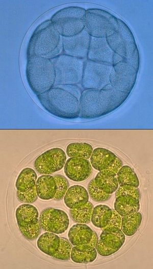 Вверху: ранняя стадия эмбрионального развития (бластула) морского ежа Lytechinus. Внизу: колония одноклеточных жгутиконосцев