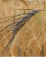 Дикая двузернянка, тетраплоидная пшеница Triticum dicoccoides, давшая начало культурной двузернянке или полбе Triticum dicoccum. До раннего бронзового века полба оставалась важнейшей посевной культурой Плодородного полумесяца (изображение с сайта www.abc.net.au)