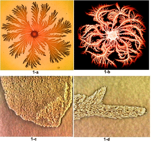 В результате согласованного движения миллионов индивидуальных клеток колонии бактерии Paenibacillus dendritiformis могут образовывать на поверхности питательной среды удивительно сложные структуры. Вверху: общий вид колоний (размер каждой колонии - несколько сантиметров). Внизу: кончики отдельных ветвей колонии при большом увеличении (видны отдельные бактериальные клетки). Из статьи Eshel Ben-Jacob \&\#39\;Bacterial Know How: From Physics to Cybernetics\&\#39\;