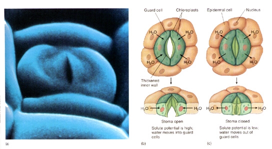 Схема работы устьиц