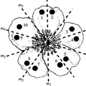 Cхема 5-лепесткового актиноморфного цветка: <i>m<sub>1</sub></i> ... <i>m<sub>5</sub></i> – плоскости симметрии; 1 ...10 – вспомогательные точки, накладывающиеся друг на друга при поворотной симметрии.
