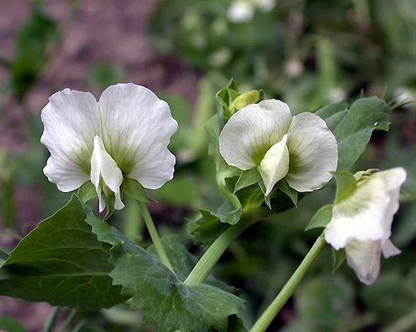 Зигоморфный цветок гороха (<i>Pisum sativum</i>), опыляемый насекомыми.