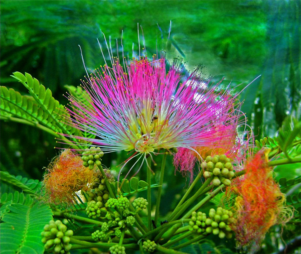 Актиноморфный цветок бобового растения <i>Albizia julibrissin</i>.