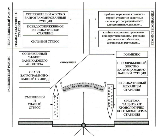 Рис. 2. \nВесы символизируют противодействие стрессовых воздействий на организм и различных механизмов старения/антистарения. Рисунок из статьи.
