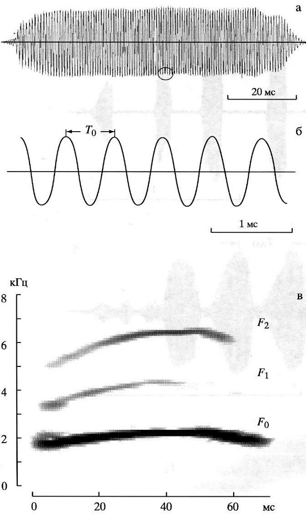 Рис. 1. Предупреждающий об опасности сигнал большой песчанки. Пример отсутствия периодической AM: а - осциллограмма отдельного звука сигнала; б - осциллограмма фрагмента отдельного звука сигнала; в - сонограмма сигнала. <i>Т<sub>0</sub></i> - период основной, или несущей частоты. <i>F<sub>0</sub></i> — основная, или несущая, частота. <i>F<sub>1</sub></i>, <i>F<sub>2</sub></i> - первая и вторая гармоники. Овалом обозначен фрагмент (б) сигнала. Рисунок из обсуждаемой статьи