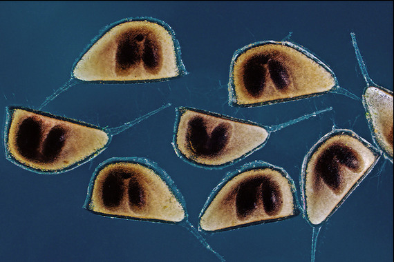 Эфиппиумы дафний