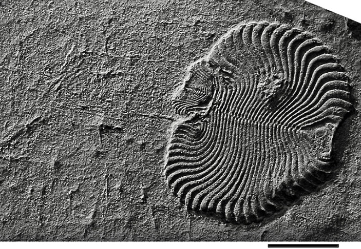 Рис. 2. Ископаемая дикинсония (Dickinsonia) со следами перемещения