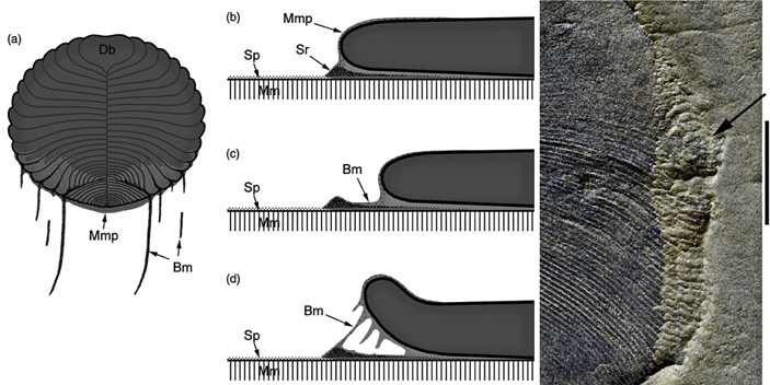 Рис. 3. Схема образования разных следов дикинсонии
