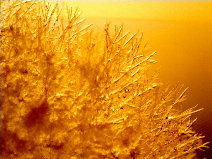 Neurospora Crassa JungleKey.fr Wiki