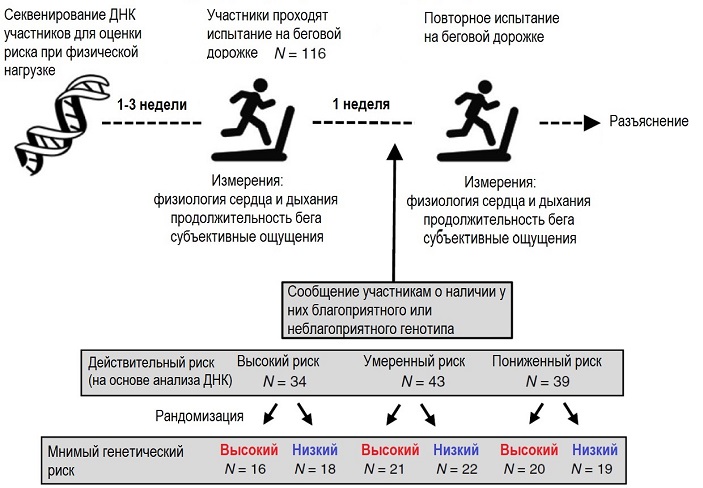 Дизайн эксперимента с беговой дорожкой
