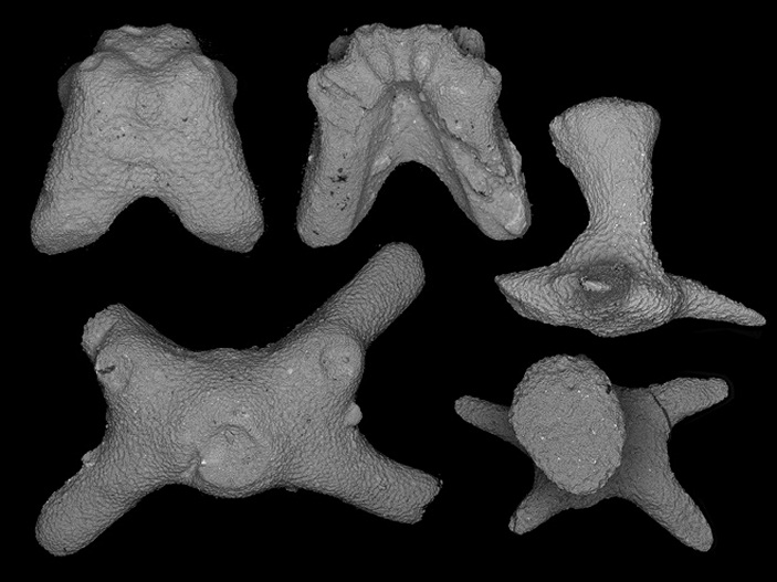 Микроскопические склериты еще неописанных морских звезд