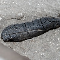 Чернила юрского периода