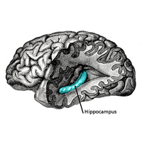 Гиппокамп