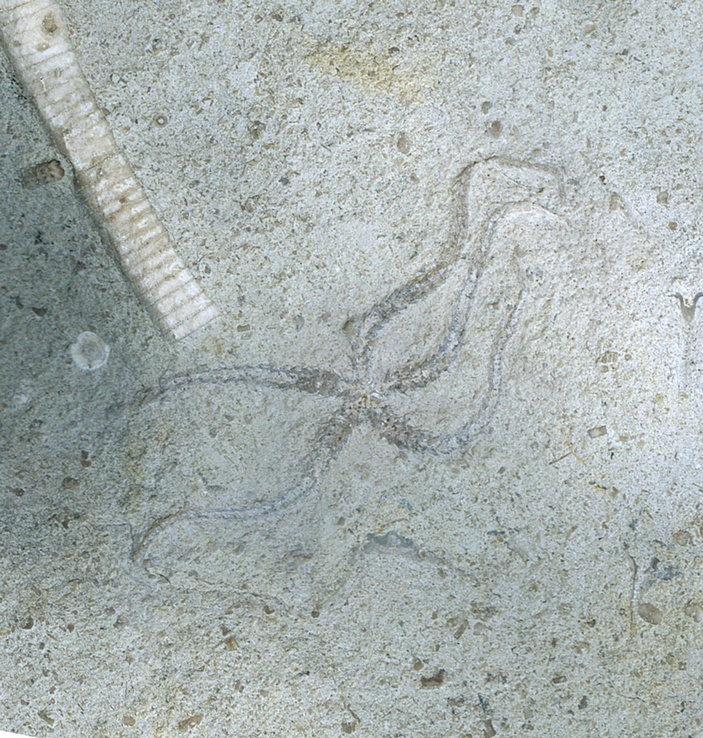 Офиуры из Владимира\n