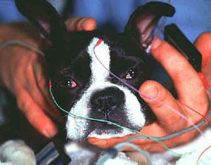 Во многих лабораториях мира ученые пытаются разгадать древнейшую загадку: что же происходит с нами во сне? (фото с сайта www.vetmed.wsu.edu)