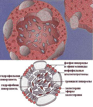 Белково-липидный комплекс (микрокапсула). Изображение с сайта www.cbio.ru