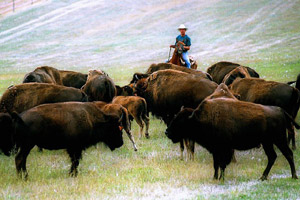 Культура индейцев степной зоны Северной Америки тоже пала жертвой экологической катастрофы. Но ее устроили не сами индейцы, а белые поселенцы, уничтожившие основу индейской экономики - миллионные стада бизонов (фото с сайта www.guidesdumidi.com)