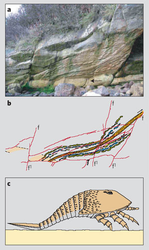 Гигантский ракоскорпион, следы которого обнаружены недавно в Шотландии, ползал по земле в визейском веке раннего карбона. Сегодня считается, что это было 330 миллионов лет назад (рисунок из: Nature, vol. 438, 1 December 2005, p. 576)