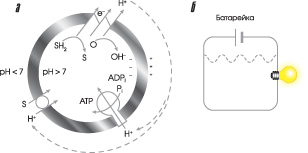 Хемиосмотическое сопряжение энергии. (а) Общий принцип. (б) Аналогичная электрическая цепь (изображение: www.sciam.ru)