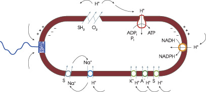 Циркуляция протонов (изображение: www.sciam.ru)