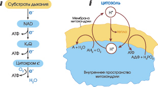 Перенос электронов в цепях митохондрий. Большинство ē, отнятых от субстратов дыхания, переносится через никотинамиддинуклеотид (NAD), коэнзим Q (КоQ) и цитохром c на кислород с образованием воды. Образование протонного потенциала в митохондрияx животных: а) AH2 – субстрат дыхания; б) A – продукт (изображение: www.sciam.ru)