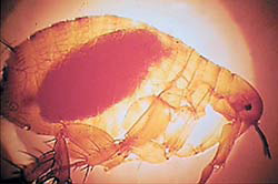 Азиатская крысиная блоха <i>Xenopsylla cheopis</i> передает чумную палочку от крыс к людям