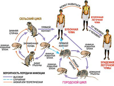 Схема передачи возбудителя чумы от грызунов человеку