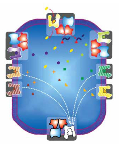 Рис. 3. Есть обширная группа бактериальных транспортеров, которые содержат универсальный, общий для всех АТФазный компонент, поставляющий энергию для переноса (красный, ему соответствует CbiO на рис. 2), и общий трансмембранный белок (синий, CbiQ), а