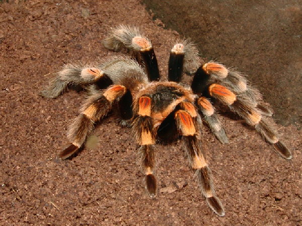 Рис. 14. В тропических странах обитают особо крупные пауки. Изображение: «Потенциал. Химия. Биология. Медицина»